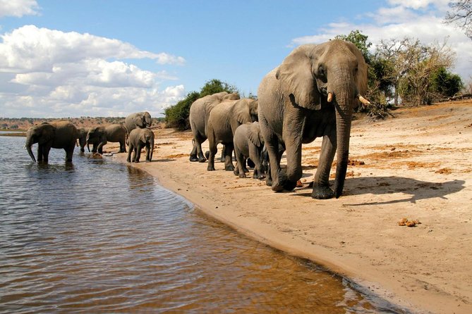 Chobe National Park 4X4 Day Safari and River Cruise - Chobe Safari Lodge Lunch