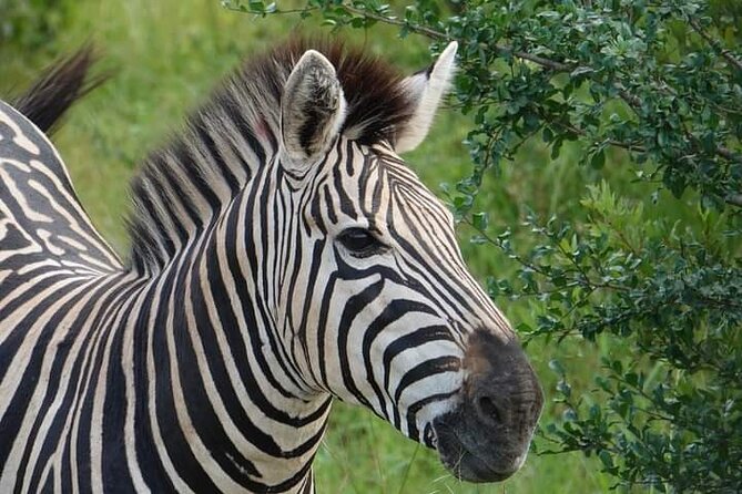 Chobe National Park From Victoria Falls - Inclusions and Exclusions