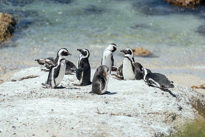 City Escape: Cape Peninsula Private Day Trip - Environmental Responsibility