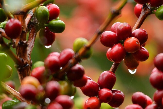 Coffee Plantation Visit and Tasting Activity in Costa Rica - Booking and Cancellation Policy