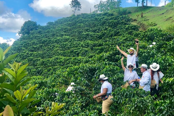 Coffee Tour - Mountains, Delicious Cups and Smiles - Acquiring a Unique Souvenir