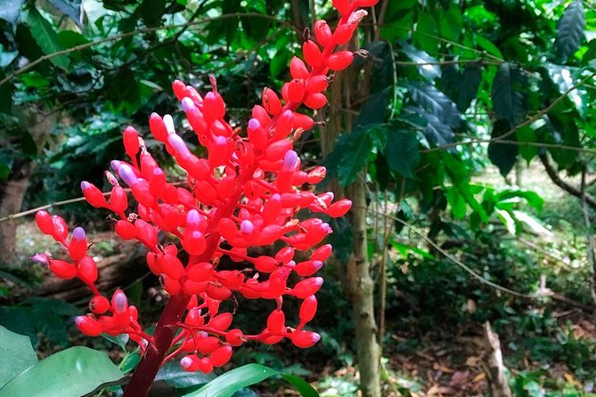 Colombia Coffee Tour + Coloma Ranch - Coffee Tasting Experience