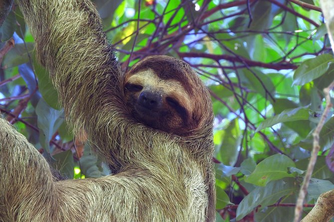 Combo 1: Jungle Night Tour & Day Tour Manuel Antonio - Booking and Cancellation Policies