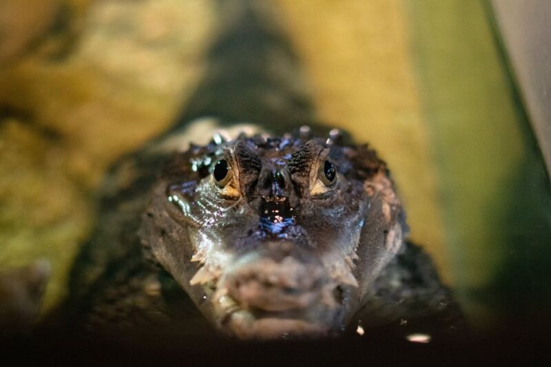 Corfu: Aquarium Entry Ticket With Guided Tour - Additional Information