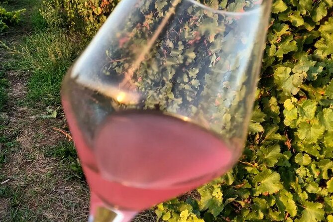 Corinth Winery Tour and Organic Fine Wine Tastings - Vineyard and Production Tour