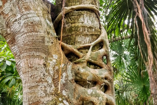 Costa Maya Shore Excursion: Chacchoben Day Trip - Accessibility and Requirements