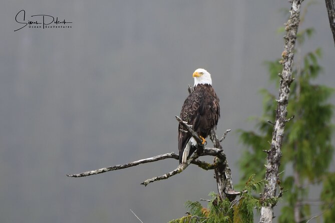 Cowichan Bay Half Day Whale & Wildlife Adventure - Whats Included in the Tour