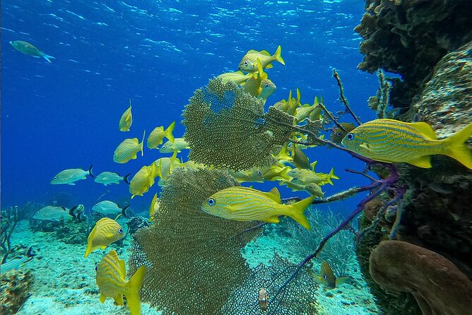 Cozumel Private Yacht and Snorkel With Lunch and Open Bar Onboard - Health and Safety Guidelines