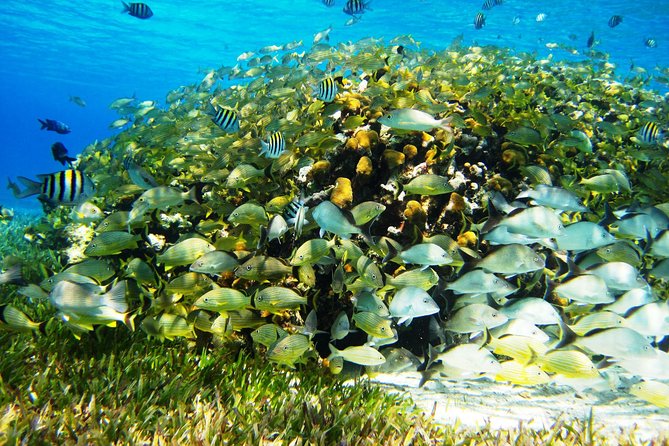 Cozumel Snorkeling Tour at Palancar & Colombia Reefs and El Cielo - Snorkeling Experience