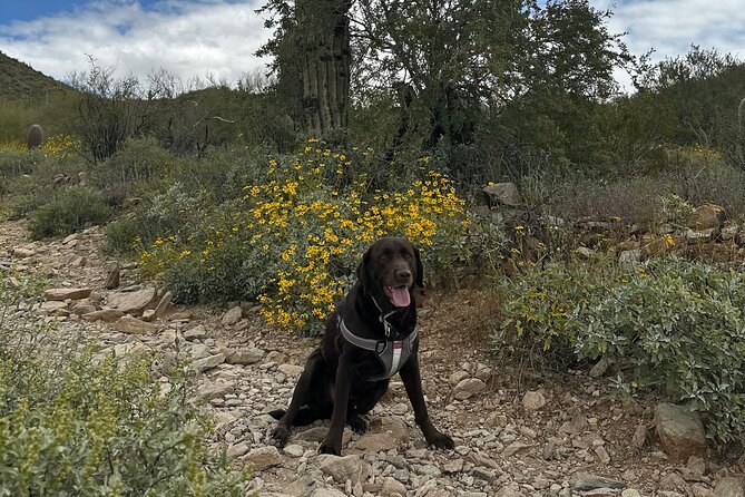 Creative Soul Scavenger Hunt (Lost Dog Trailhead, Scottsdale) - Health and Safety Considerations