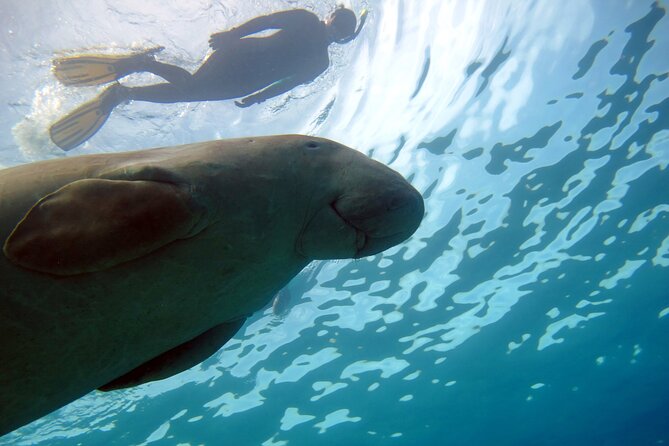 Daily Dive With Dugongs & Turtles at Marsa Mubarak | Marsa Alam - Participation Guidelines