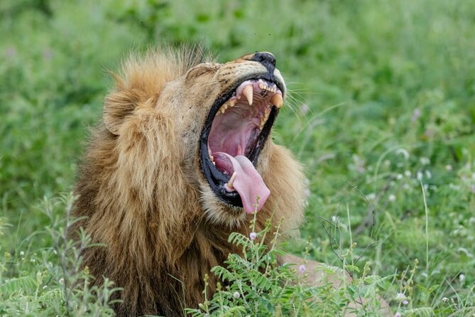 Daily Pilanesberg National Park Private Shuttle Services - Customer Experiences and Testimonials