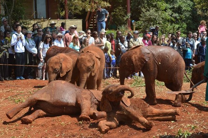 David Sheldrick Elephant Orphanage Half-Day Tour From Nairobi - Pricing and Inclusions