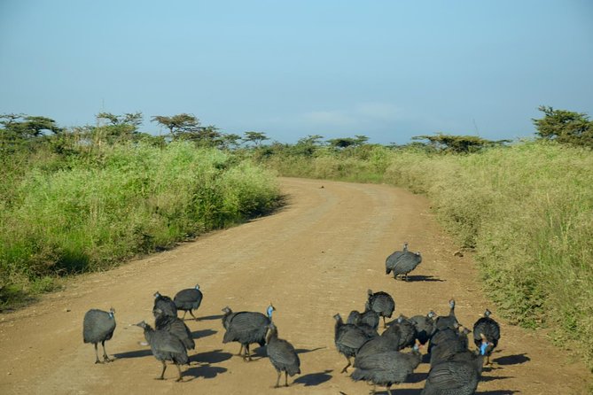 Day Tour Nairobi National Park - Getting to the Park