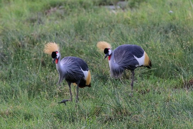Day Tour To Amboseli National Park - Encounter With Mount Kilimanjaro