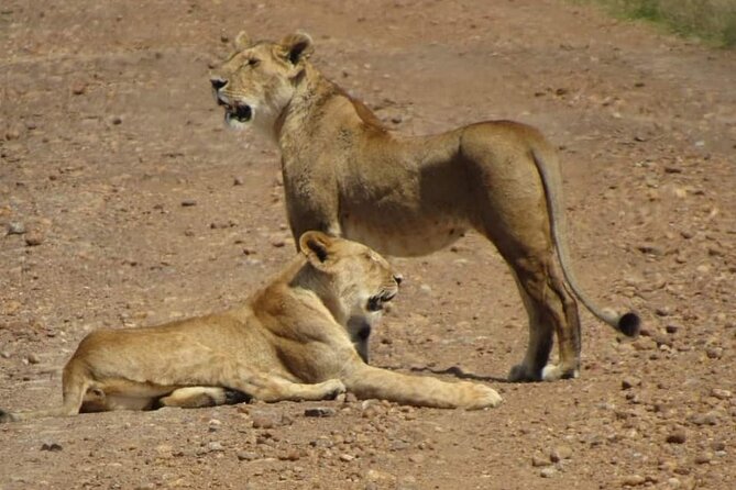 Day Tour to Amboseli National Park From Nairobi - Inclusions of the Day Tour