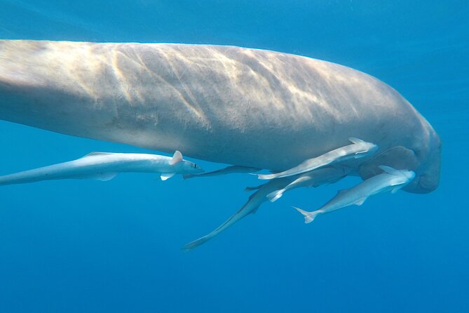 Day Trip Snorkel or Dive With Dugong and Turtles - Booking and Cancellation Policy