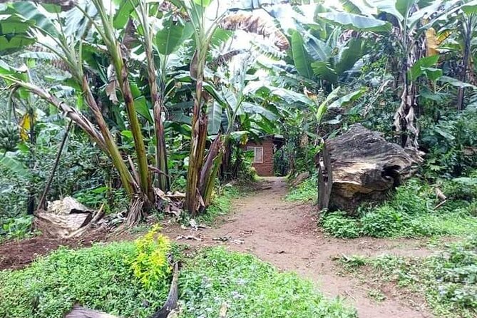 Day Trip to Materuni Waterfalls and Coffee Tour - Exploring Materuni Waterfalls