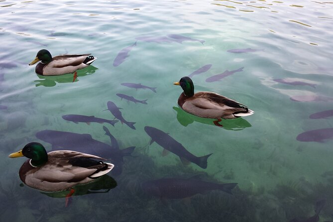 Day Trip to Plitvice Lakes National Park From Sibenik - Accessibility and Participation