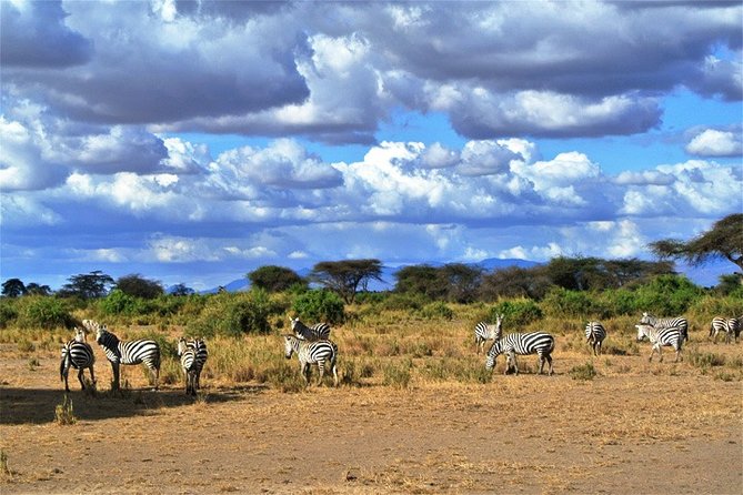 Day Trip - Tsavo East National Park ( Man Eater Lions of Tsavo & Other Big Five) - Pricing Details