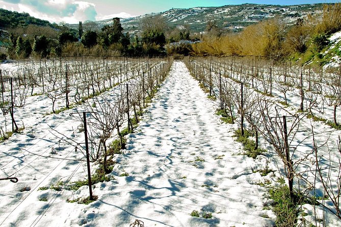 Digenakis Winery - Wine Tasting Experience - Wine Tastings