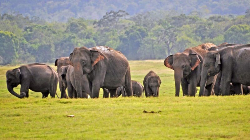 Discover HAPUTALE in a Day: Excursions From Galle,Yala,Kandy - Itinerary and Highlights