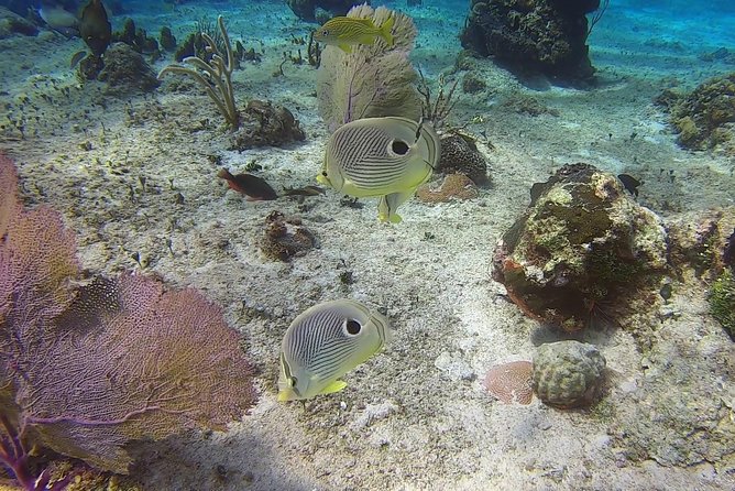 Discover Scuba Diving - Diverse Marine Life Encounters