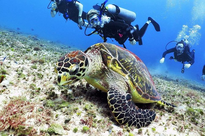 Discover Scuba Diving Course in Playa Del Carmen With Two Coral Reef Dives - Customer Experiences