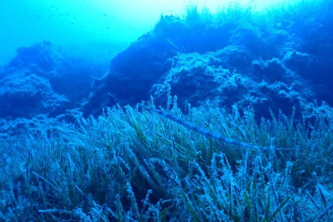 Discover Scuba Diving in the Akamas Latchi - Reviews and Feedback