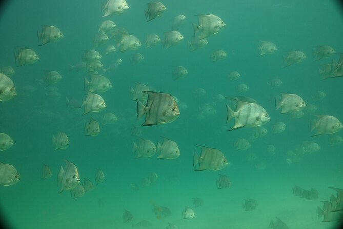 Discover Snorkeling Tour in Panama City - Meeting and Pickup Details