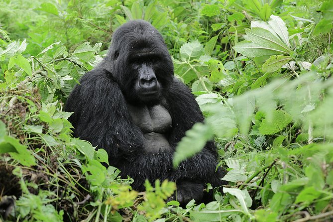 Discover the Beauty of Rwanda in 12Days - Nyungwe Forest National Park: Primate Paradise