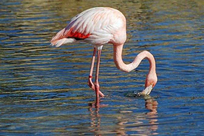Djerba Flamingo Island Pirate Ship Full-Day Trip - Beach Time and Amenities