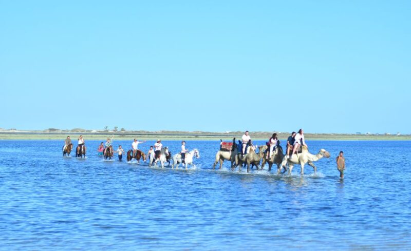 Djerba: Horse and Camel Combo Caravan Tour - Experience Highlights