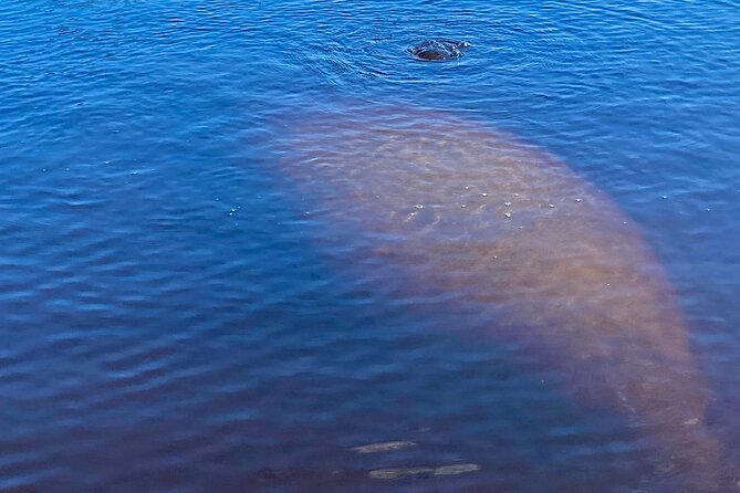 Dolphin and Manatee Kayak Tour of Daytona Beach - Guest Feedback