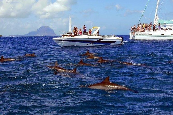 Dolphin Encounters, Ile Aux Benitier & Crystal Rock: Full-Day (Lunch & Transfer) - Snorkeling at Crystal Rock