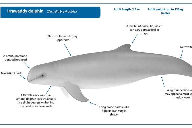 Dolphin Mangrove Cruise - Pickup Details
