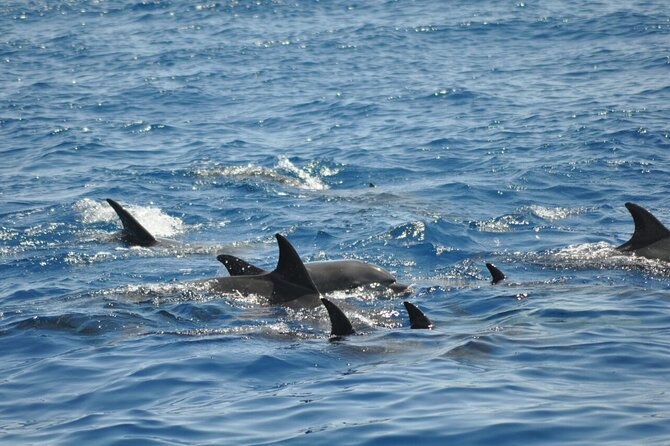 Dolphin Tour Banana Boat From Soma /Sahl Hasheesh/Makadi/Safaga - Pickup Locations and Accessibility