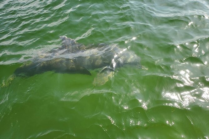 Dolphin Tour & Inshore Fishing Adventure (Flowing Water Charters) - Inclusions and Amenities