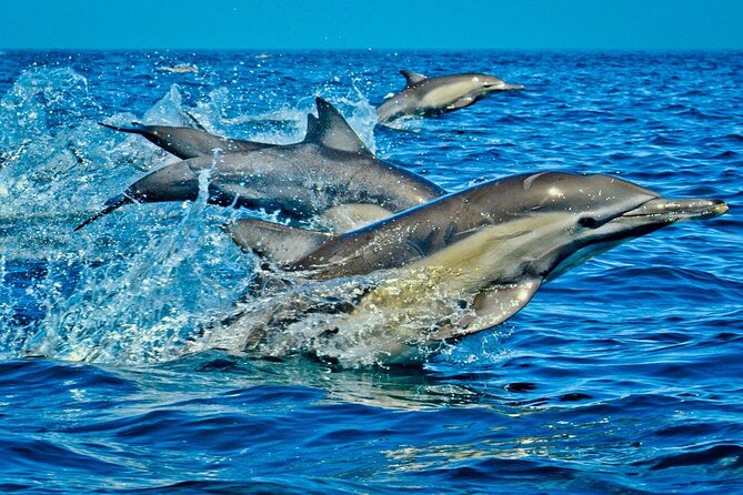 Dolphin Tour, Jozani Forest Tour, Kuza Cave Tour, Paje Beach,The Rock Restaurant - Jozani Forest Exploration