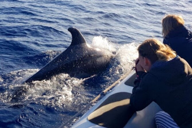Dolphin Watching at Dawn in Alcúdia - Highlights of the Tour