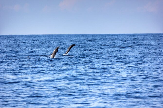 Dolphin Watching in Puerto Escondido - Participant Experiences and Reviews