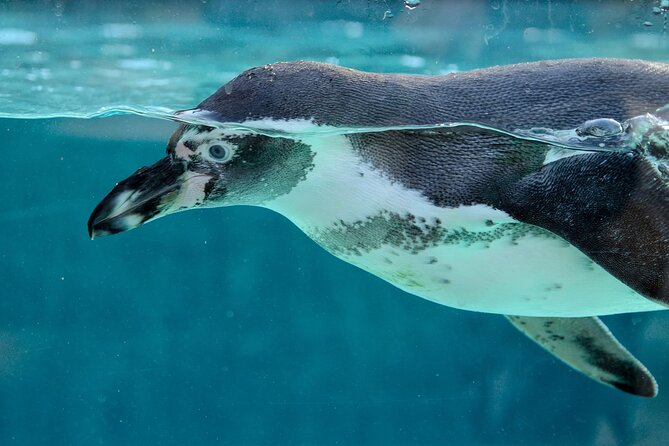 Dolphin Watching & Snorkeling in Key West With Sunset Dinner Cruise and Open Bar - Included Amenities