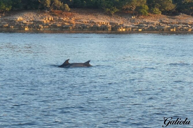 Dolphins and Sunset Tour in Fažana-Croatia - Confirmation and Participation