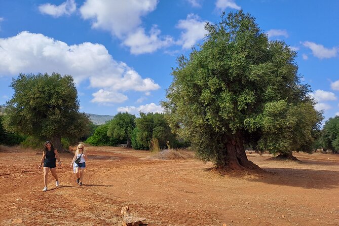 E-Bike Tour in the Plain of the Secular Olive Trees of Ostuni - Olive Oil Production and Tasting