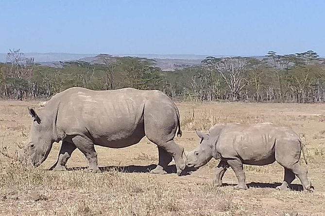 Early Morning Group Joining Mini Safari To Nairobi National Park - Included Services