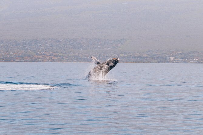 Early Sail With the Whales From Maalaea Harbor - Inclusions and Amenities