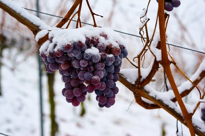 East Kelowna Wine Tour - Classic - 4 Wineries - Inclusions