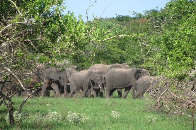 Economic 1Day Maputo Special Reserve Safari(Maputo National Park) - Pricing and Inclusions
