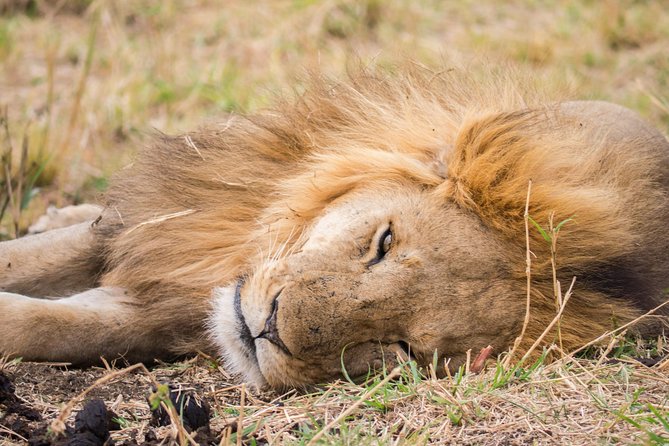 Eight Days Cultural and Wildlife Tour in Uganda - Booking and Reviews