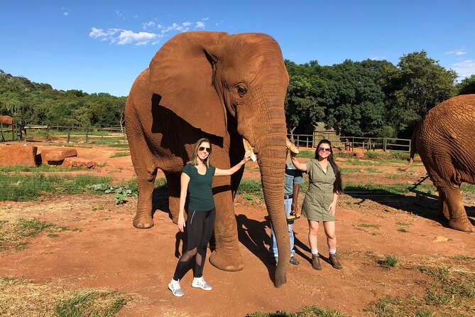 Elephant Sanctuary Tour From Johannesburg - Whats Included